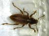 Polydrusus marginatus